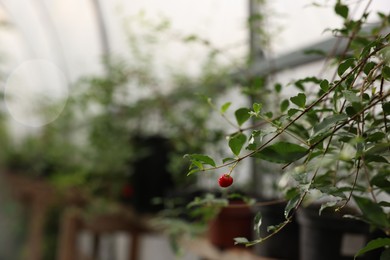 Beautiful Malpighia glabra plant growing in greenhouse, space for text