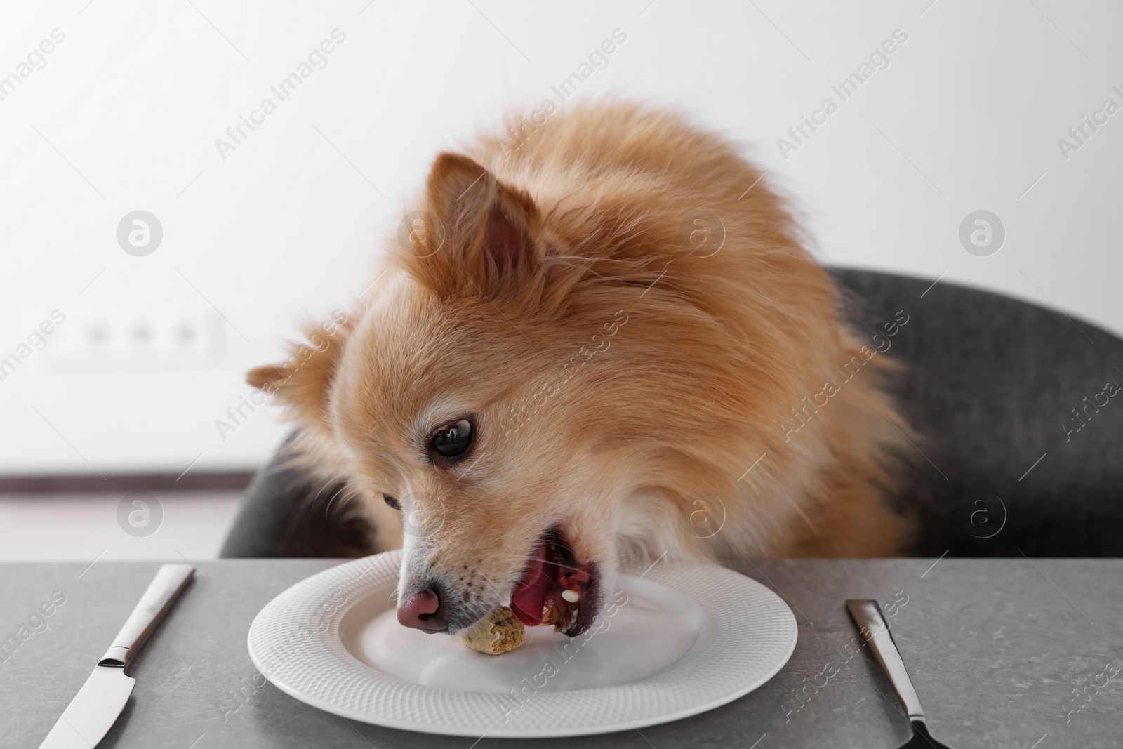 Photo of Cute Pomeranian spitz dog eating biscuit from plate at table indoors