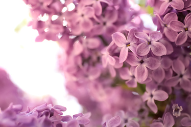 Photo of Closeup view of beautiful blossoming lilac shrub outdoors