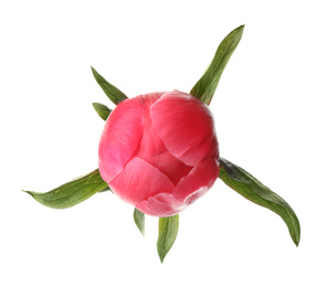 Photo of Beautiful pink peony bud isolated on white