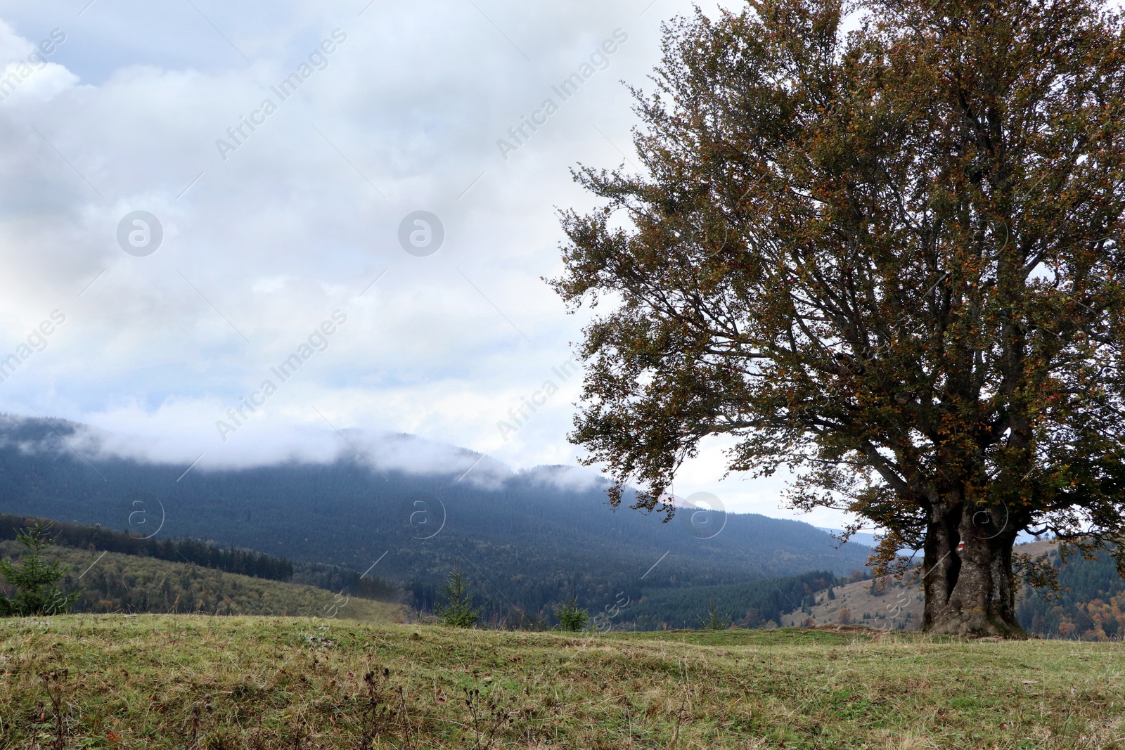Photo of Peaceful mountain landscape with beautiful tree and green hills on autumn day