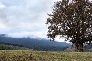 Peaceful mountain landscape with beautiful tree and green hills on autumn day