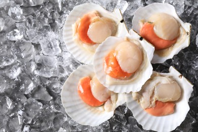 Photo of Fresh raw scallops with shells on ice cubes, flat lay. Space for text