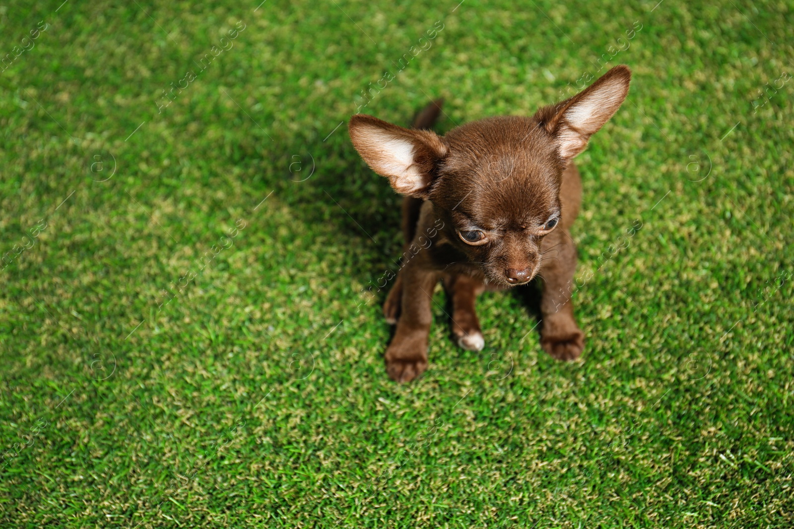 Photo of Cute small Chihuahua dog on green grass. Space for text