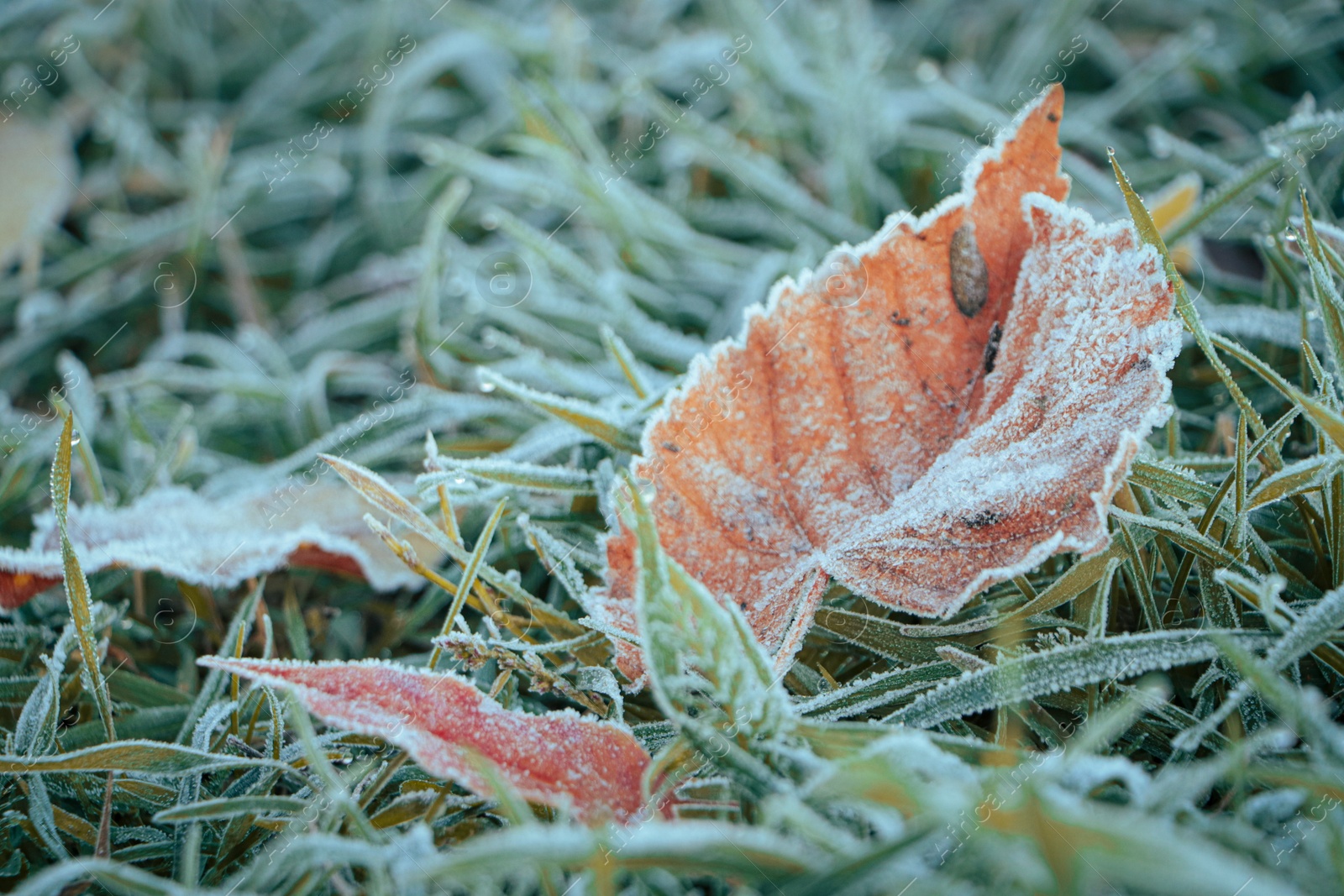 Photo of Beautiful yellowed leaves on grass covered with frost outdoors, closeup. Autumn season