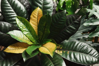 Photo of Codiaeum with lush leaves in garden. Tropical plant