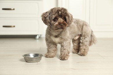 Photo of Cute Maltipoo dog near feeding bowl in kitchen. Lovely pet