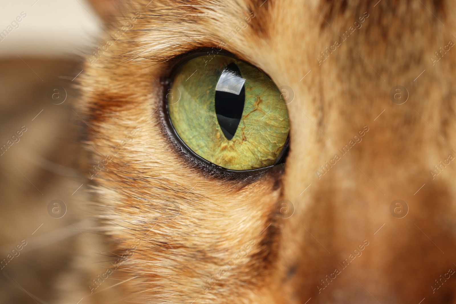 Photo of Macro photo of cat with beautiful eyes. Cute pet