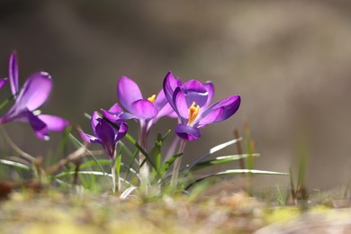 Fresh purple crocus flowers growing on blurred background