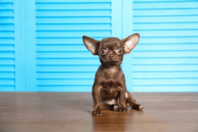 Photo of Cute small Chihuahua dog on wooden floor against light blue background