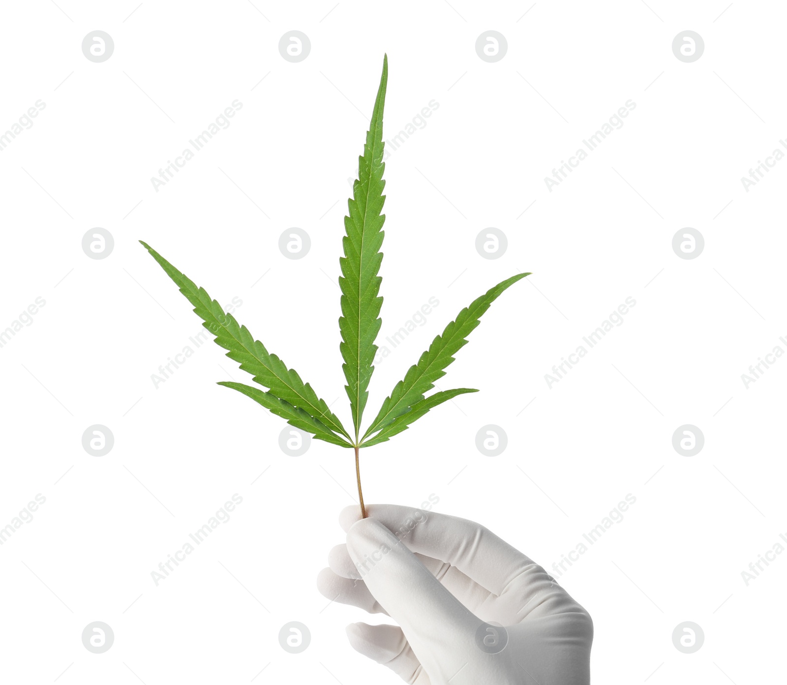 Photo of Doctor holding fresh hemp leaf on white background, closeup