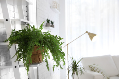 Photo of Green home plant in living room interior