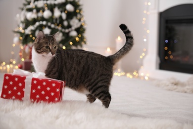 Cute cat near gift box in room decorated for Christmas