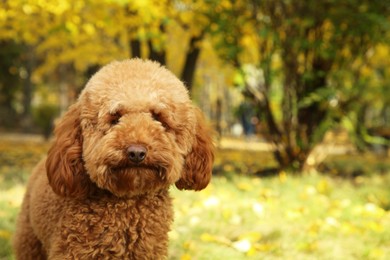 Cute dog in autumn park, space for text