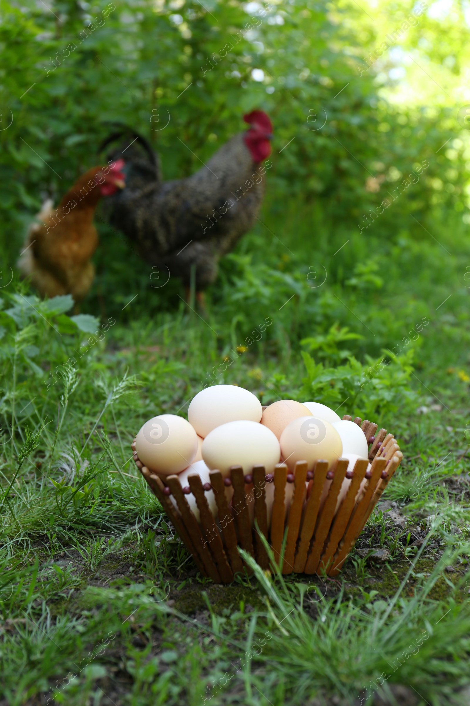 Photo of Fresh raw eggs in wooden bowl and peacock outdoors