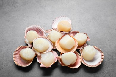 Many fresh raw scallops in shells on grey table, flat lay