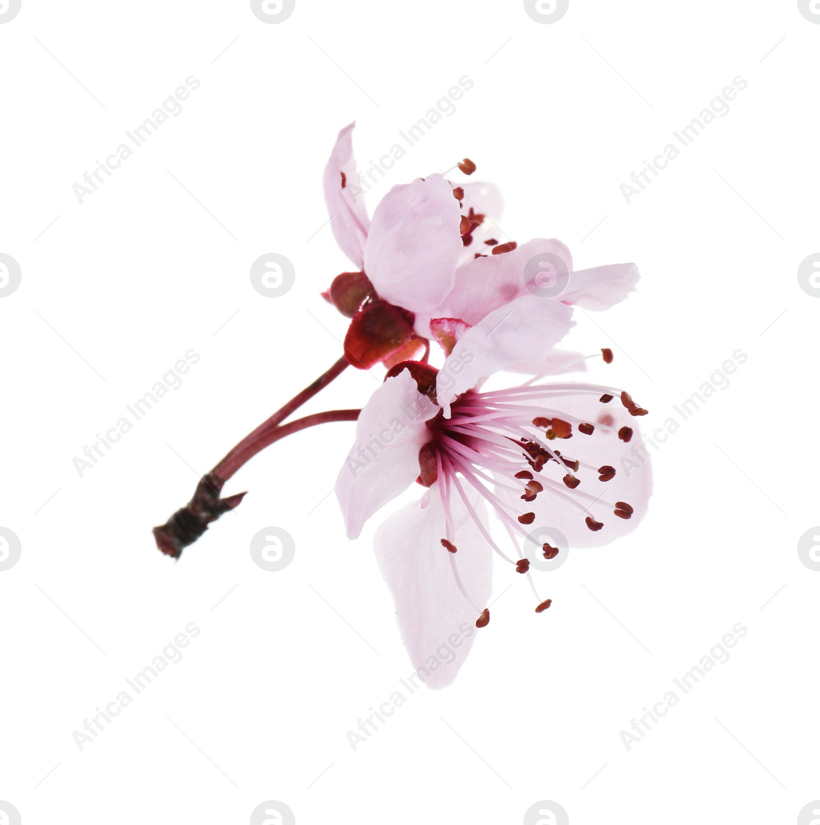 Photo of Beautiful spring tree blossoms isolated on white