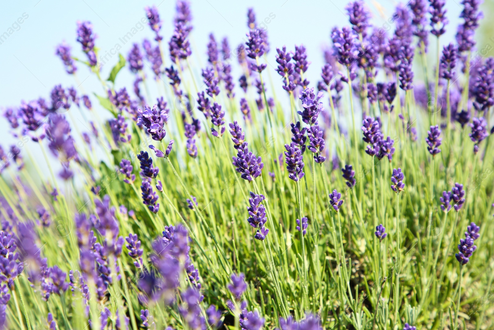 Photo of Beautiful blooming lavender growing in field, closeup