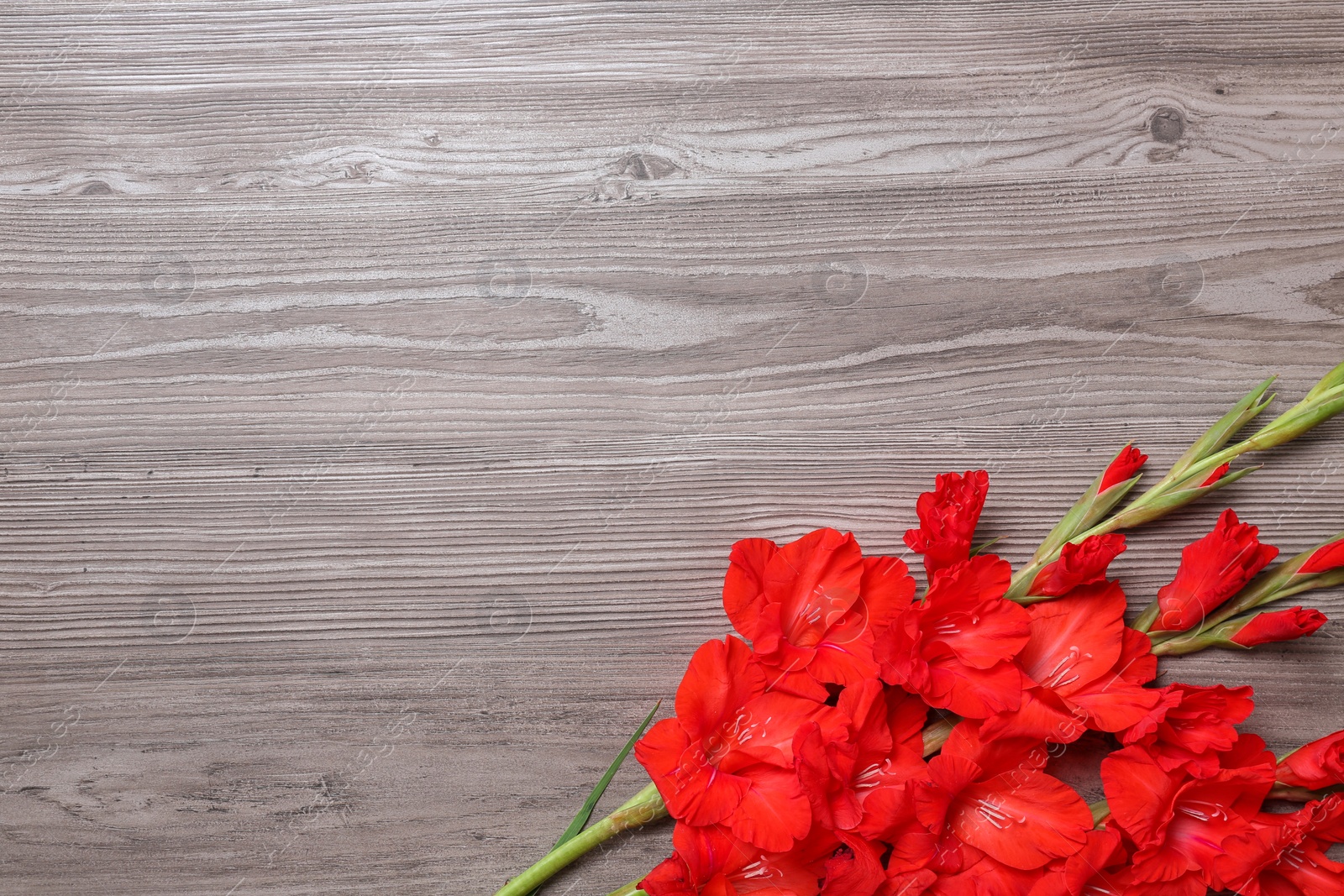 Photo of Flat lay composition with beautiful gladiolus flowers on wooden background. Space for text