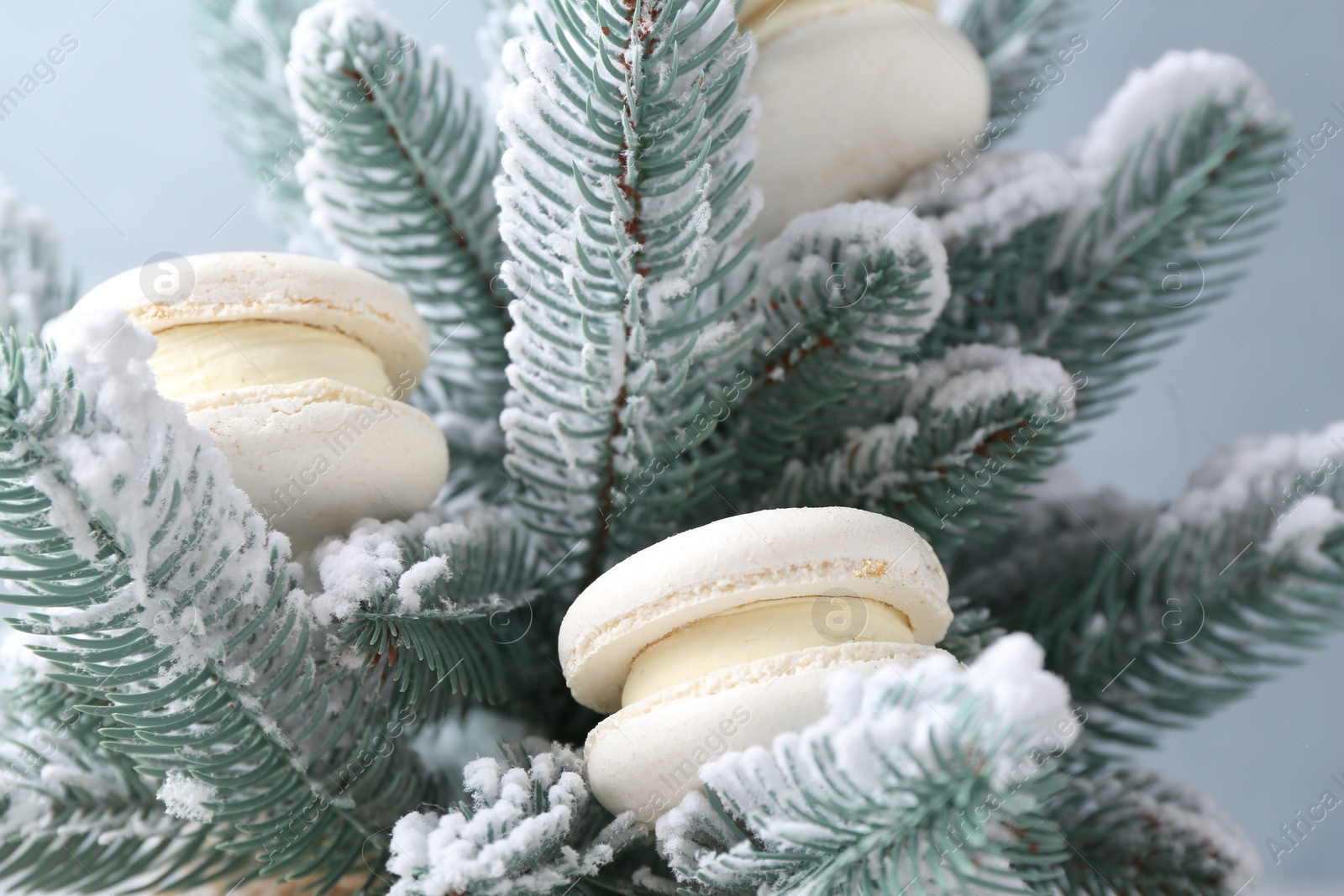 Photo of Tasty Christmas macarons on fir branches with snow against color background, closeup