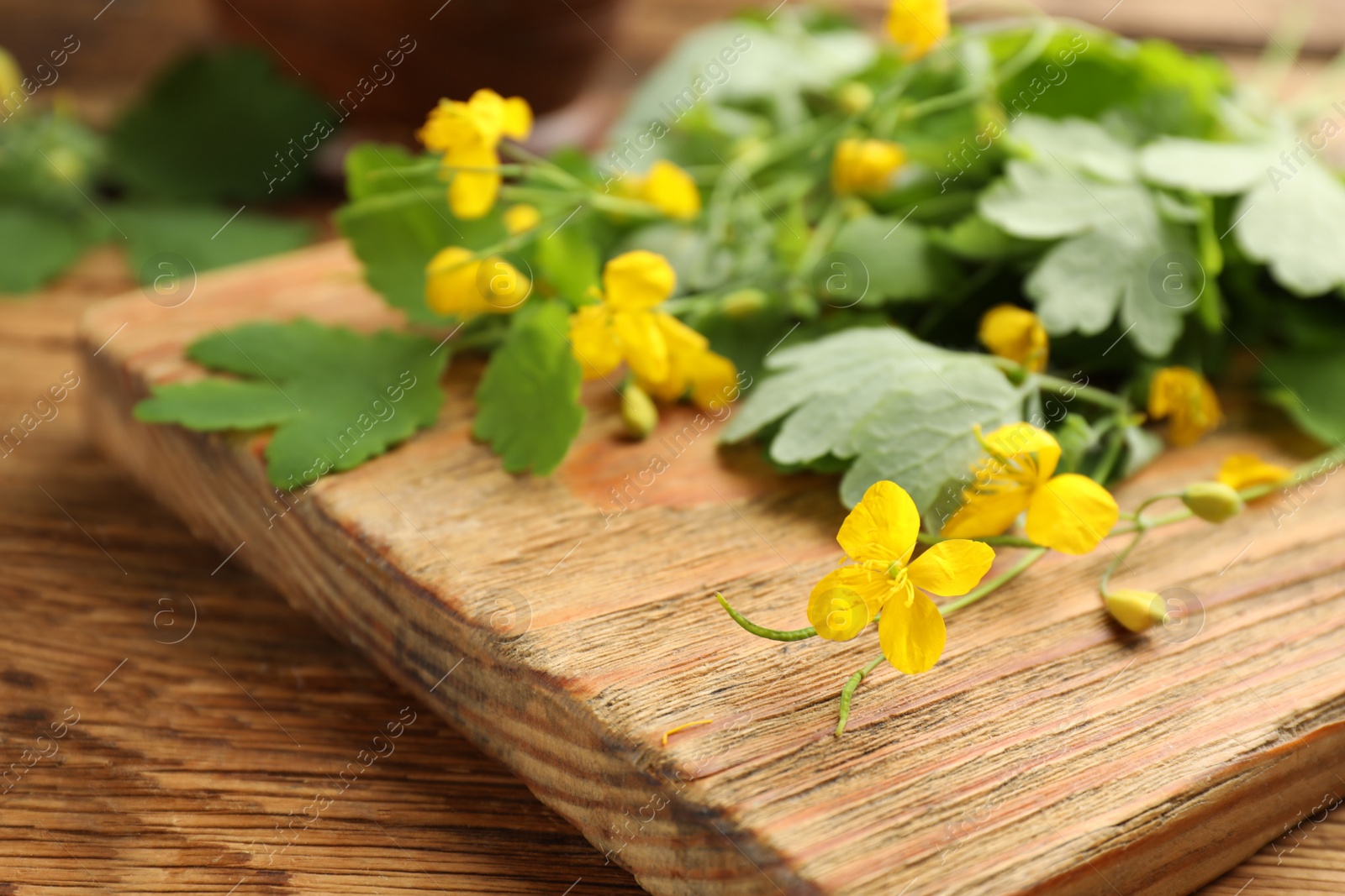 Photo of Celandine with board on wooden table, closeup