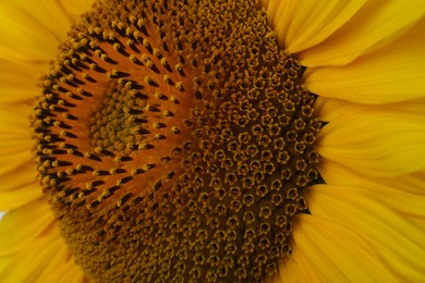 Photo of Beautiful bright yellow sunflower as background, closeup