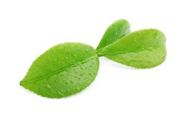 Photo of Green leaves of tea plant on white background