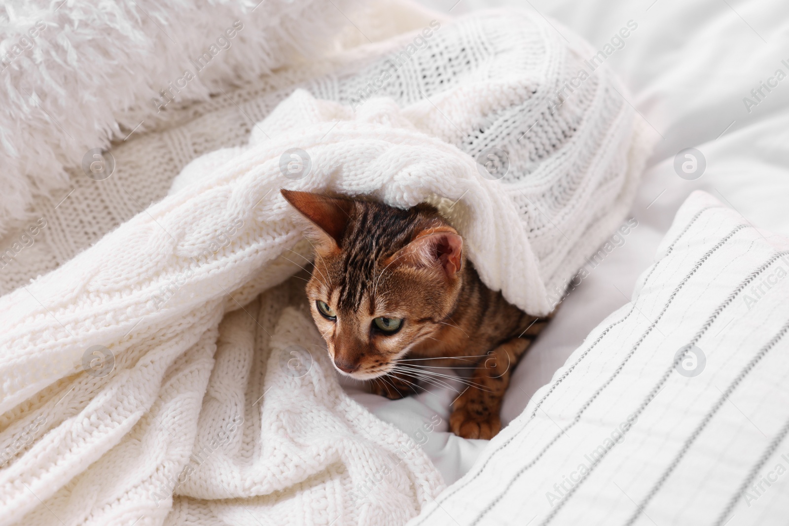 Photo of Cute Bengal cat lying on bed at home. Adorable pet