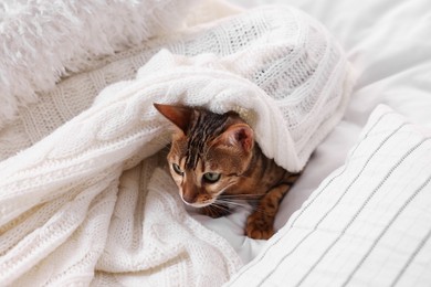 Cute Bengal cat lying on bed at home. Adorable pet