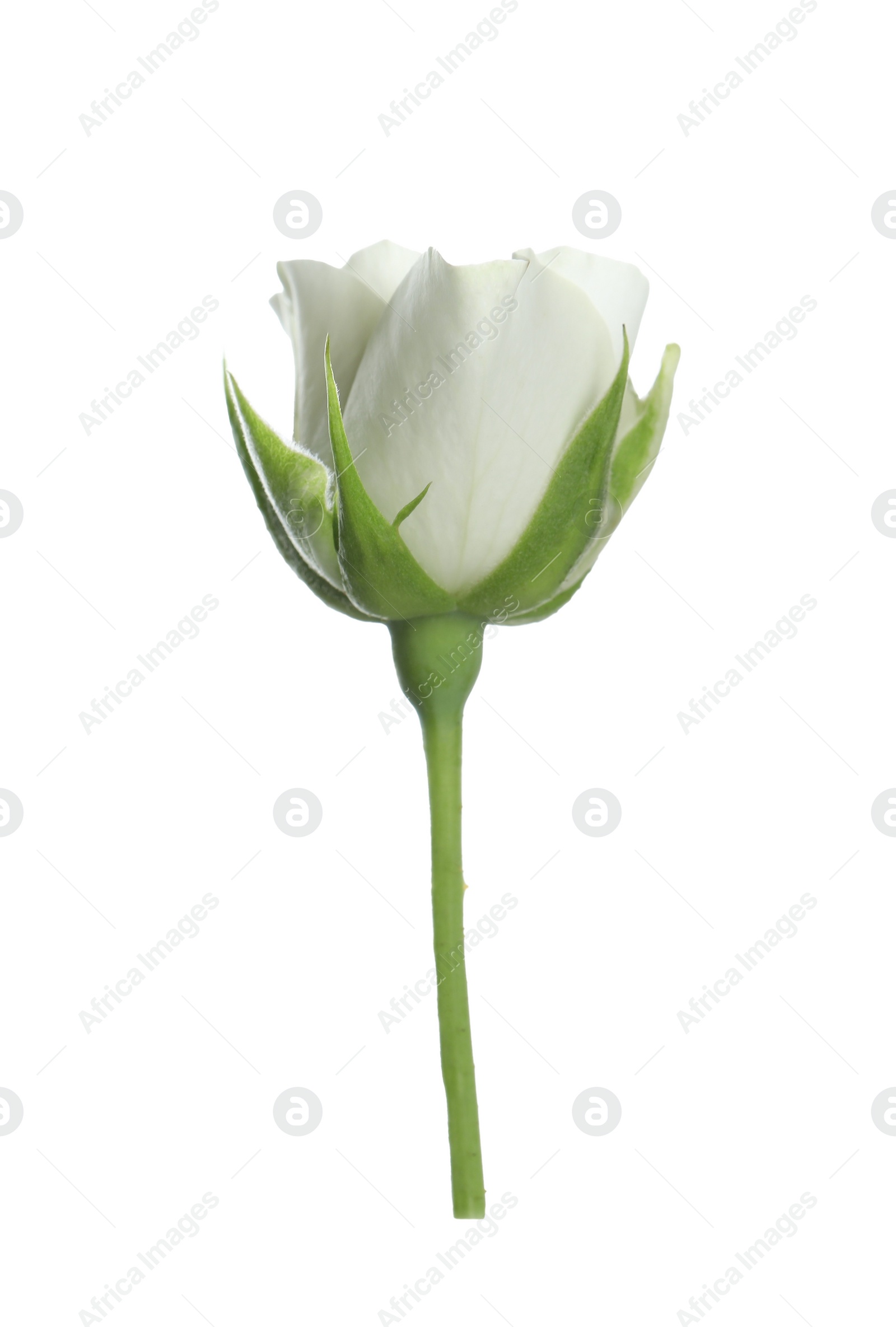 Photo of Beautiful rose with tender petals isolated on white