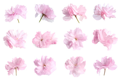 Image of Set of beautiful sakura blossoms on white background. Spring season