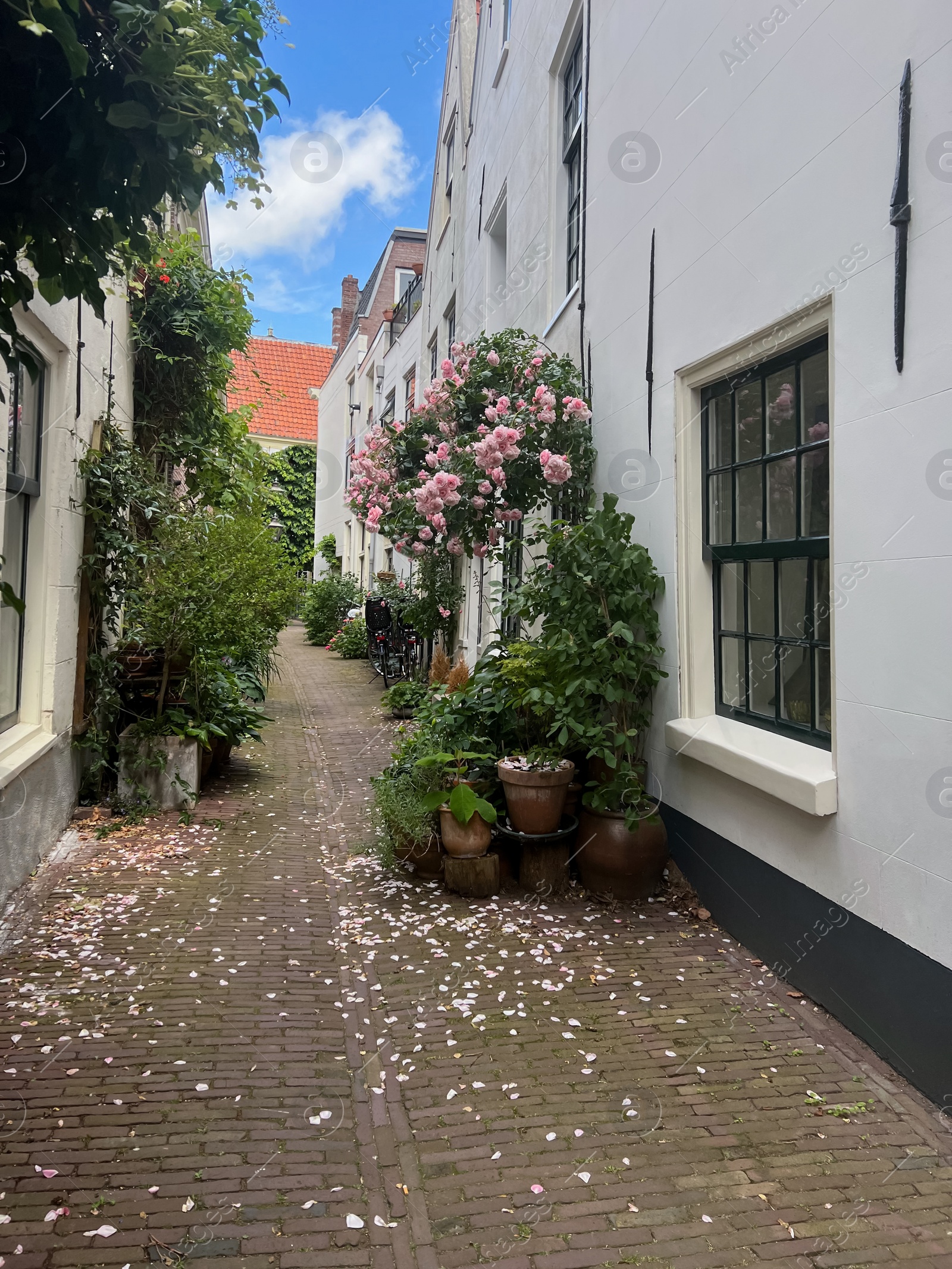 Photo of Street with beautiful buildings and plants on sunny day