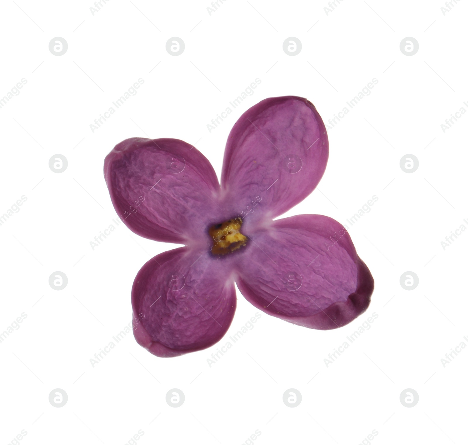 Photo of Beautiful purple lilac blossom isolated on white