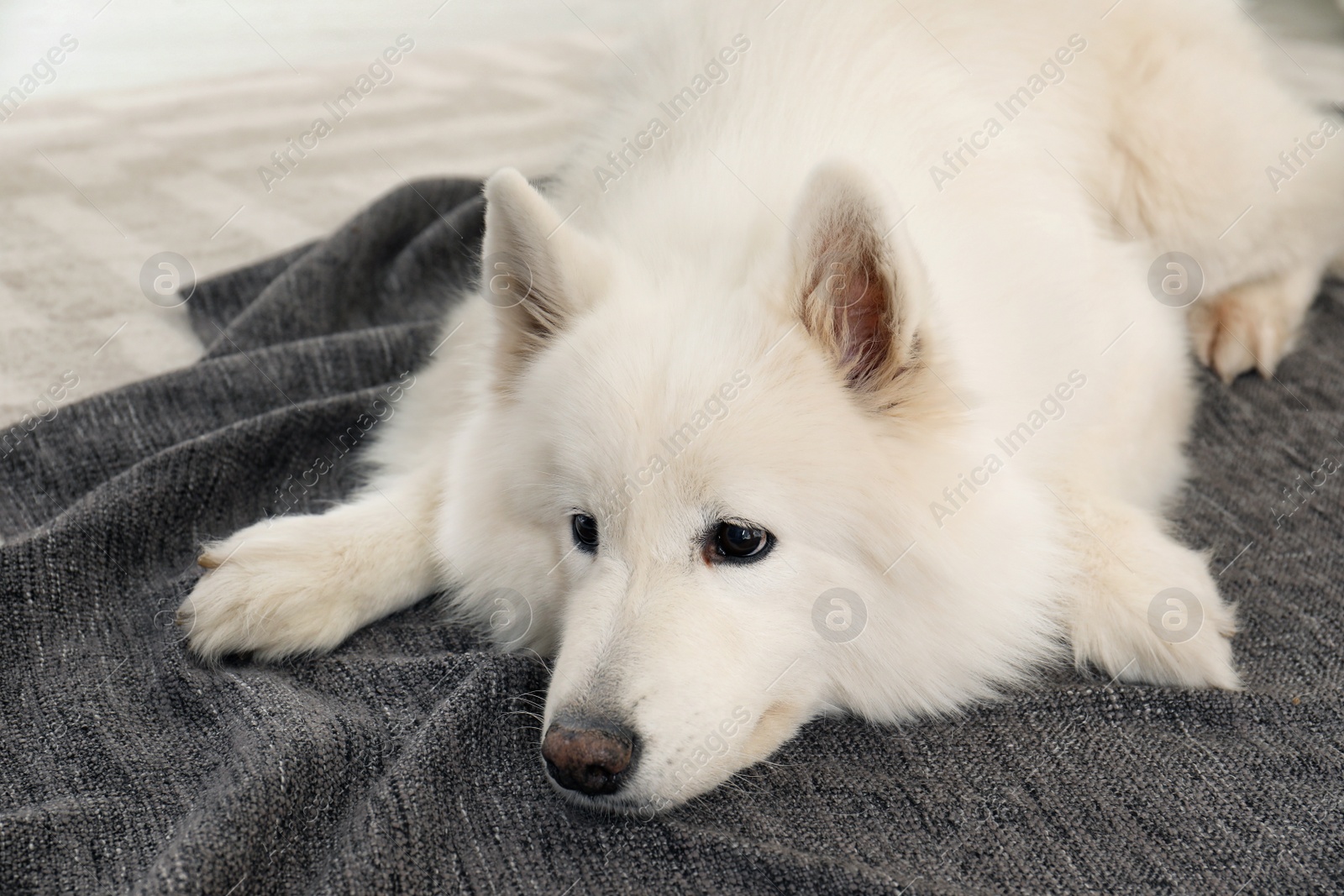 Photo of Adorable Samoyed dog lying on soft blanket. Perfect sleeping place