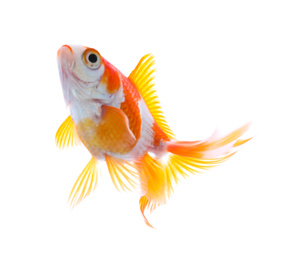 Photo of Beautiful bright small goldfish isolated on white