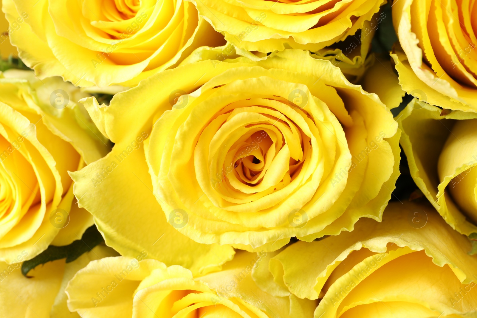 Photo of Beautiful bouquet of yellow roses as background, top view