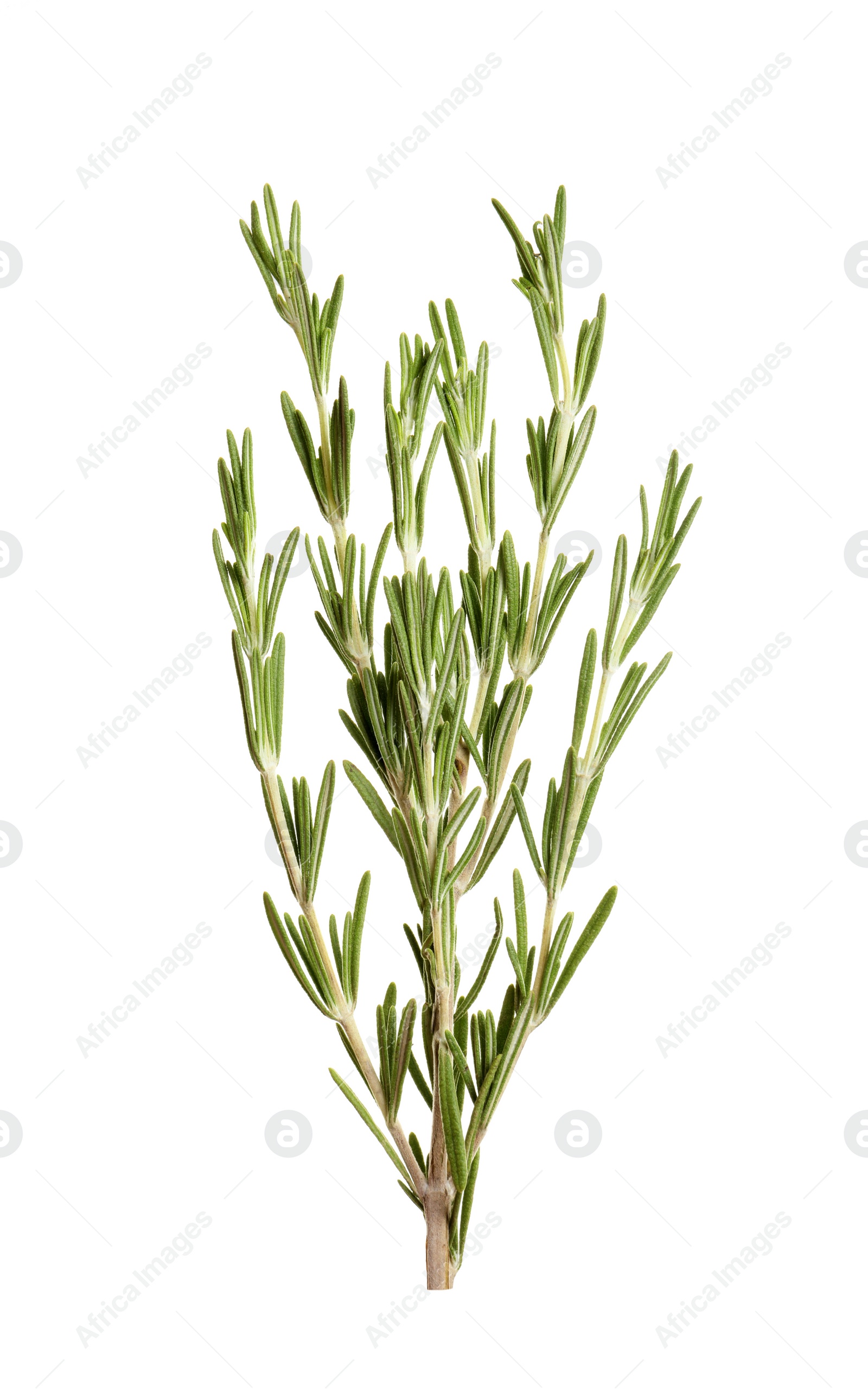 Photo of Fresh rosemary on white background