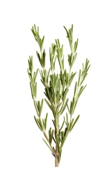 Photo of Fresh rosemary on white background