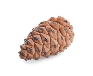 Photo of Fresh young conifer cone isolated on white