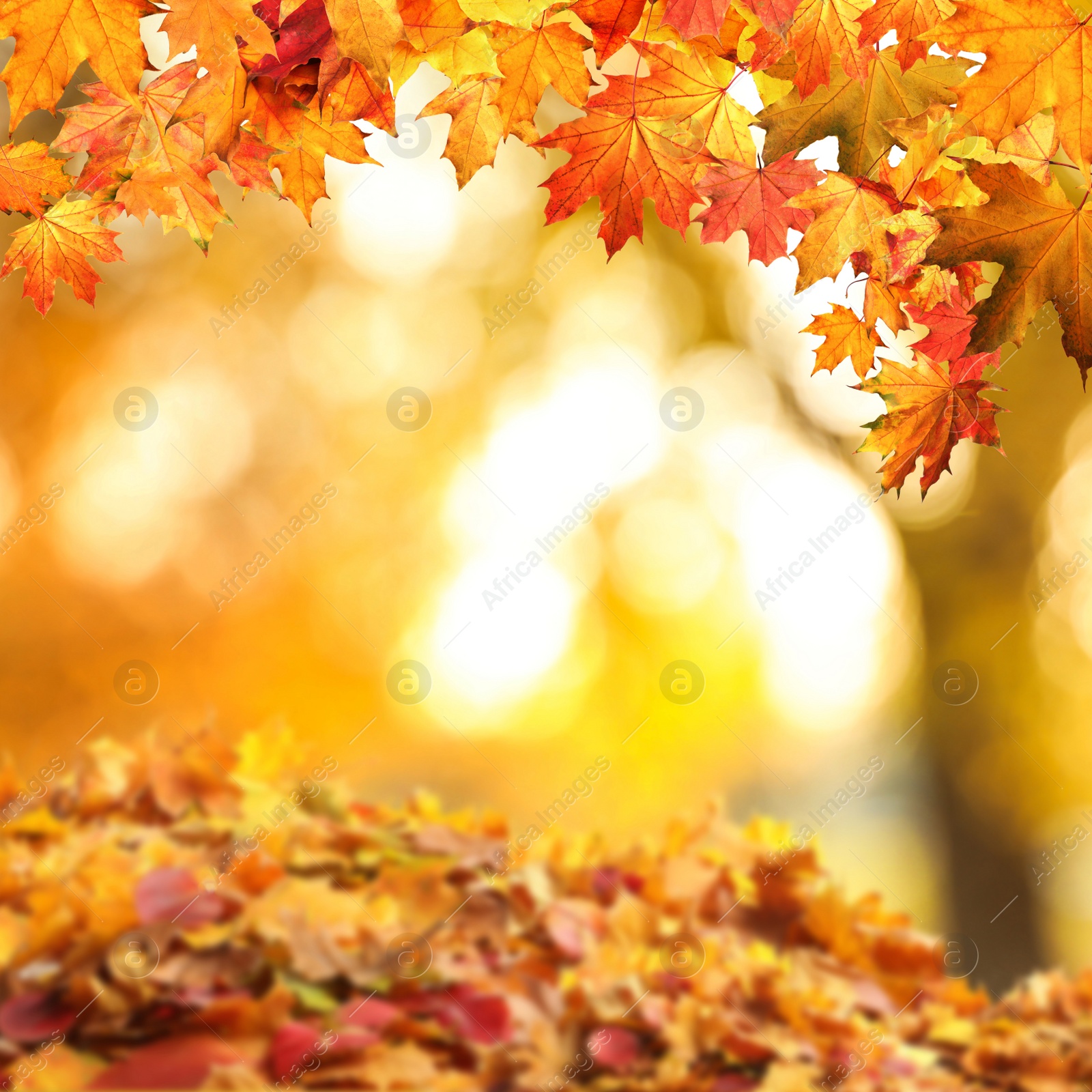 Image of Beautiful colorful autumn leaves on blurred background