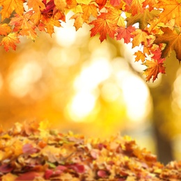 Image of Beautiful colorful autumn leaves on blurred background