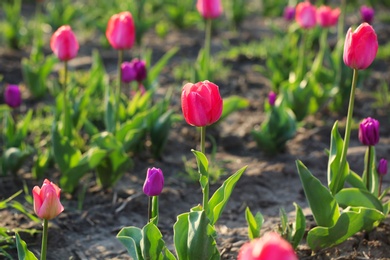 Field with fresh beautiful tulips, space for text. Blooming spring flowers