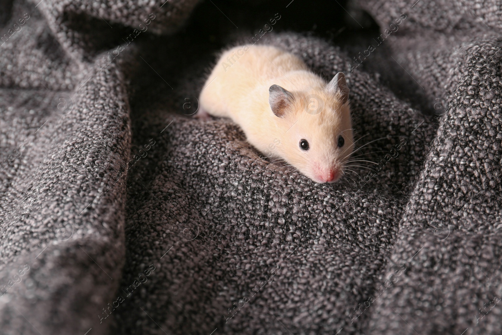 Photo of Cute little hamster on soft grey plaid