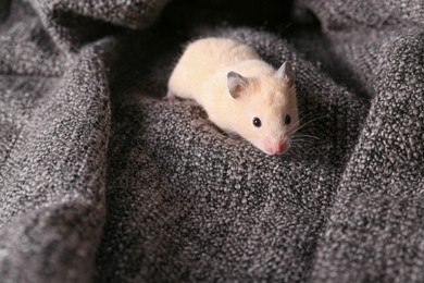 Photo of Cute little hamster on soft grey plaid