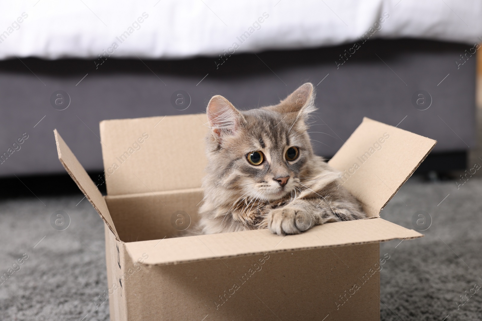 Photo of Cute fluffy cat in cardboard box on carpet at home