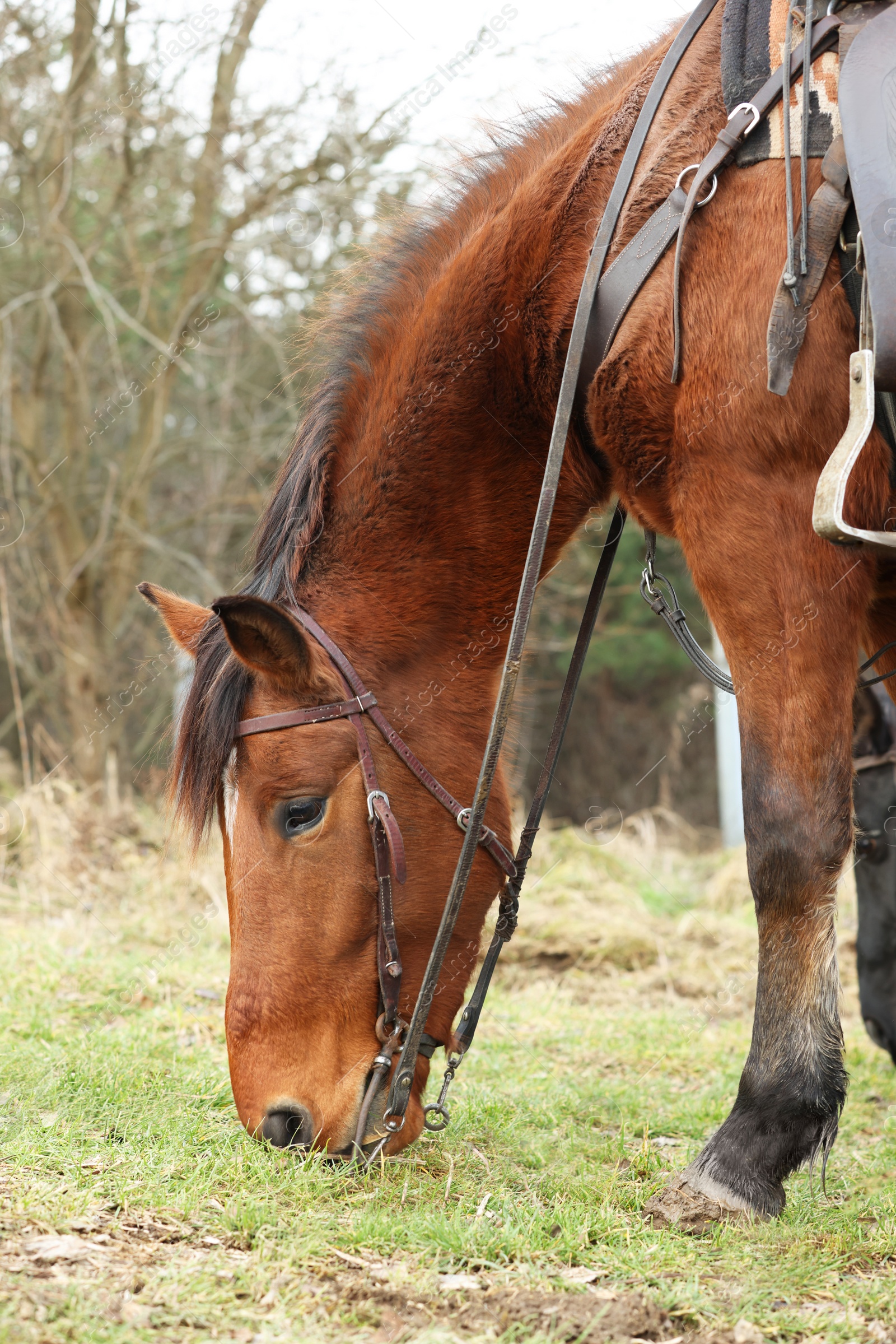 Photo of Adorable chestnut horse grazing outdoors. Lovely domesticated pet