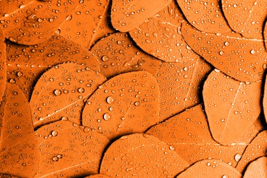 Image of Beautiful eucalyptus leaves with water drops as background, top view. Toned in orange