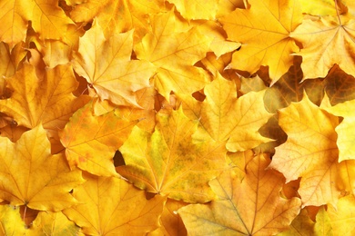 Many autumn leaves as background, top view