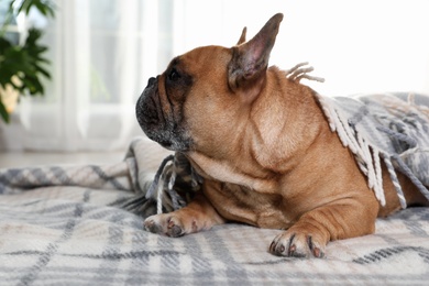 Funny French bulldog under warm plaid at home