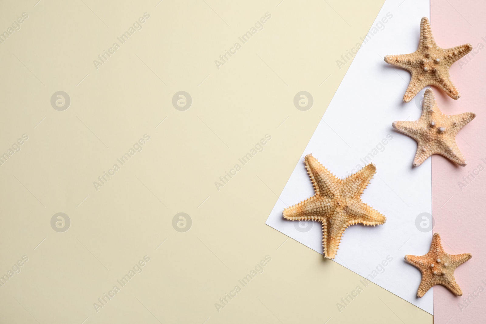 Photo of Starfishes on color background, flat lay. Space for text